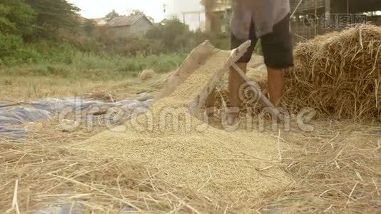 农民脱粒水稻，脱粒水稻，水稻种植视频