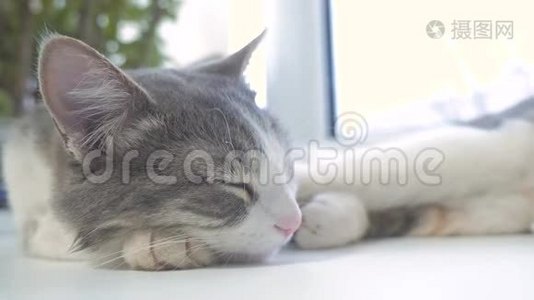 猫在窗台上睡觉。 慢动作视频。 有趣的视频猫。 猫在睡觉，可爱的宠物生活方式视频