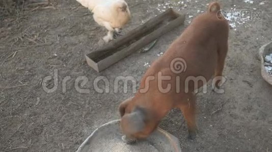杜洛克种的小红猪吃铝盆子的碎粮和白莱霍恩鸡视频