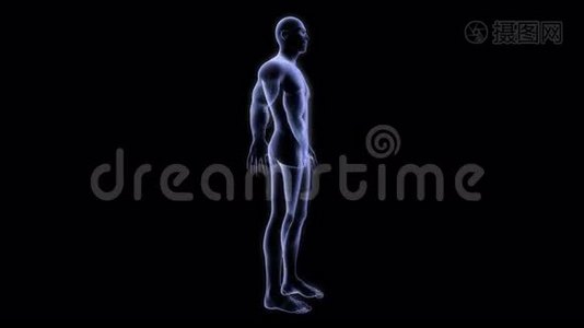 线框扫描男性解剖。视频