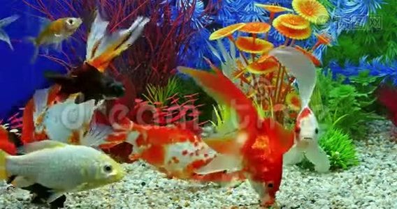 在淡水水族馆游泳视频