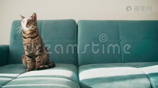 一只塔比家猫坐在蓝色沙发上刷外套。视频