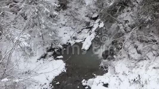 冬季喀尔巴阡山松树间流淌的小瀑布视频