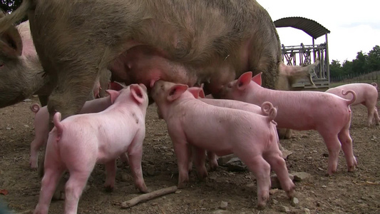 一群猪在吃奶视频