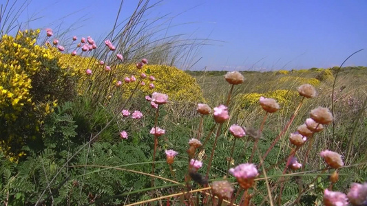 田野中随风飘动的花朵视频