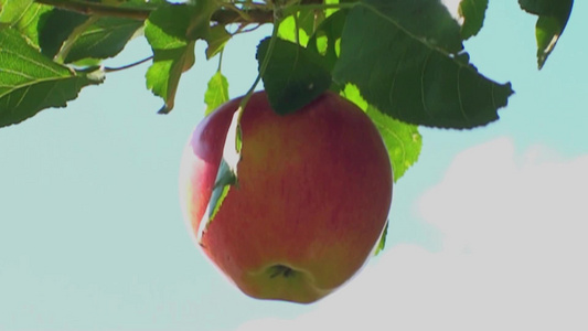 一个苹果的掉落过程视频