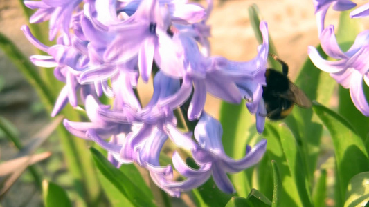 大黄蜂在风信子上收集花蜜视频