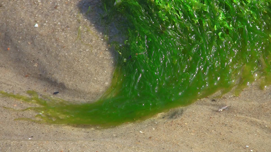 镜头特写海藻和流动的沙视频