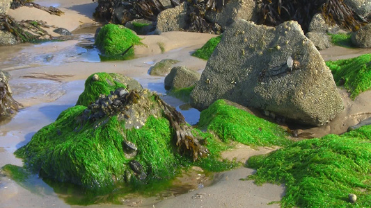 海边缠满海藻的石头视频