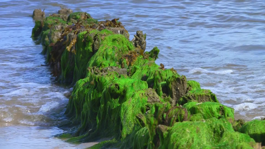 海边海藻缠在石头上视频