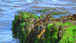 礁石上的藻类苔藓15秒视频