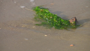 沙滩被海水冲刷的海藻12秒视频