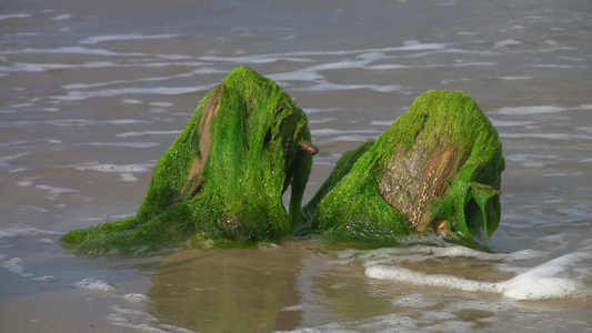沙滩上缠绕着海藻的石头视频