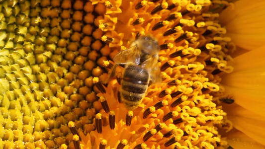 在向日葵里传粉的蜜蜂视频