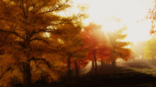 秋树在太阳照射下的场景视频