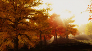秋树在太阳照射下的场景11秒视频