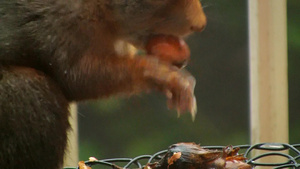 松鼠在吃松果25秒视频