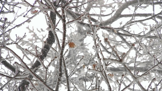 树枝上的冰雪视频