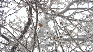 树枝上的冰雪13秒视频