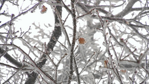 树枝上的雪松12秒视频