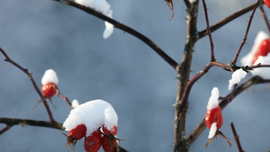 冰冻的红色浆果冬景视频