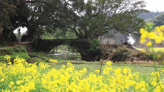 婺源乡村油菜花视频