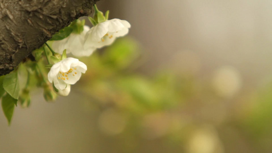 苹果开花视频