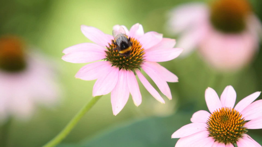大黄蜂落在花上采蜜视频