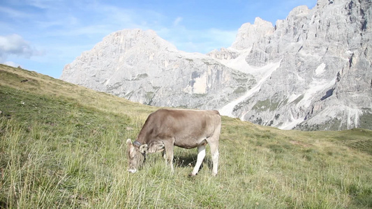 意大利阿尔卑斯山牧牛吃草视频