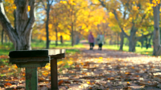 秋天的公园长凳[条凳]视频