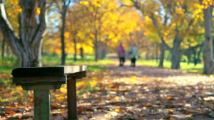 秋天的公园长凳29秒视频