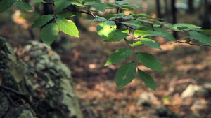 秋天森林里的树叶16秒视频