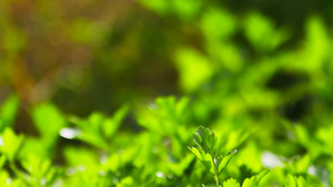 欧芹植物15秒视频