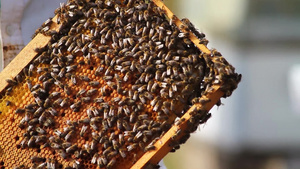 养蜂场蜂窝框架特写视频11秒视频