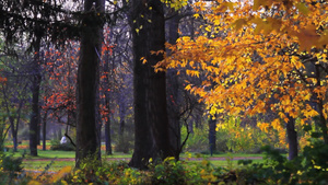 城市公园的秋天景色20秒视频