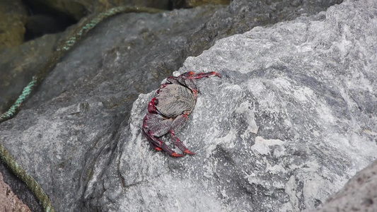 海边岩石上的螃蟹视频