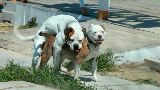 交配的斗牛犬视频