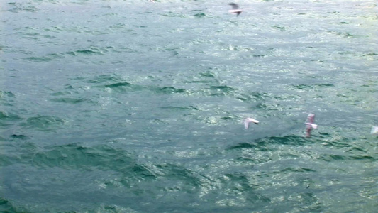 海鸥飞过海浪视频