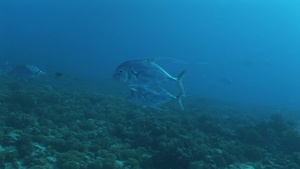 在海底遨游的鱼17秒视频