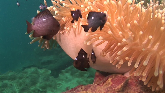 海底世界游动的生物和鱼视频