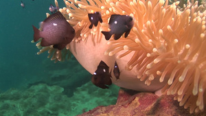 海底世界游动的生物和鱼15秒视频