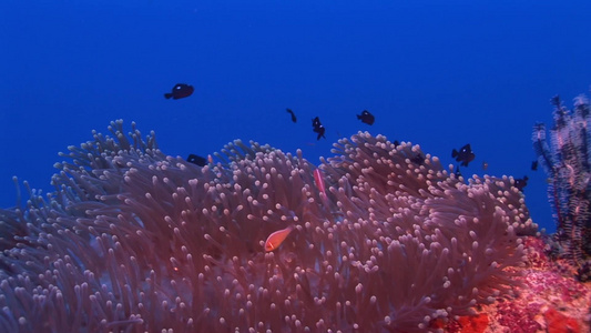 海底风光视频