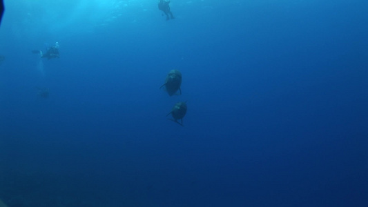 海豚在蓝色海洋中自由自在的游动视频