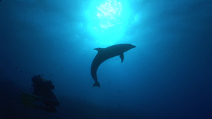 海豚19秒视频