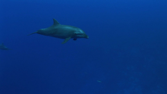 海底的一群海豚视频