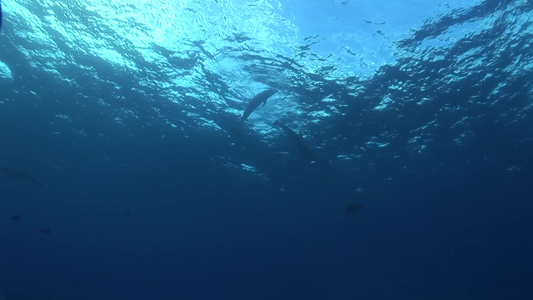 海豚视频