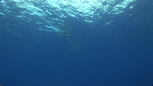 海豚在蓝色的海洋中畅游31秒视频