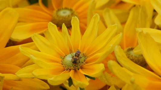 花蕊中采蜜的蜜蜂视频
