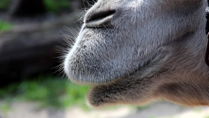 骆驼的嘴和鼻子14秒视频