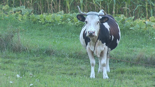 牧场上的牛视频